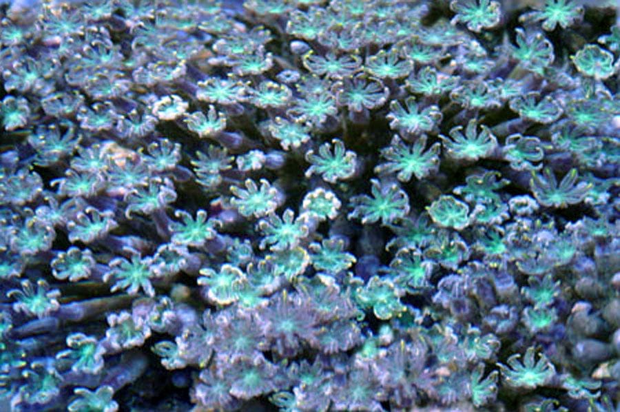 Polyp: Glove; Green; Aust