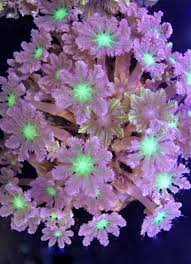 Polyp: Glove Green Metallic