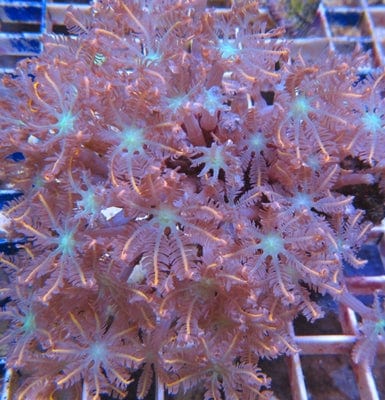 Polyp: Glove; Orange