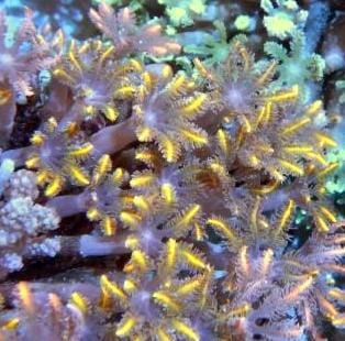 Polyp: Glove; Orange Metallic