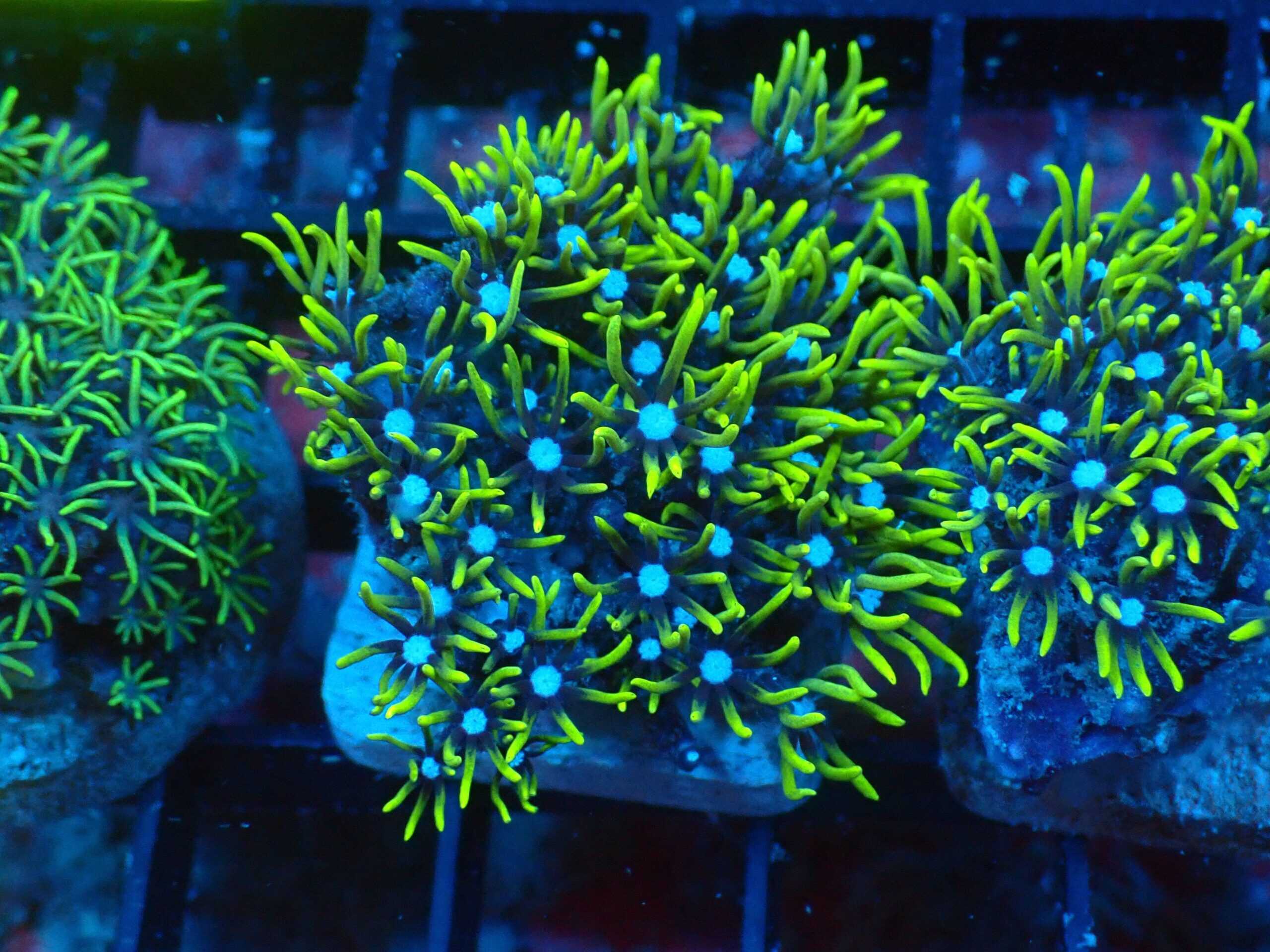 Polyp: Star; Metallic; Frag Plu