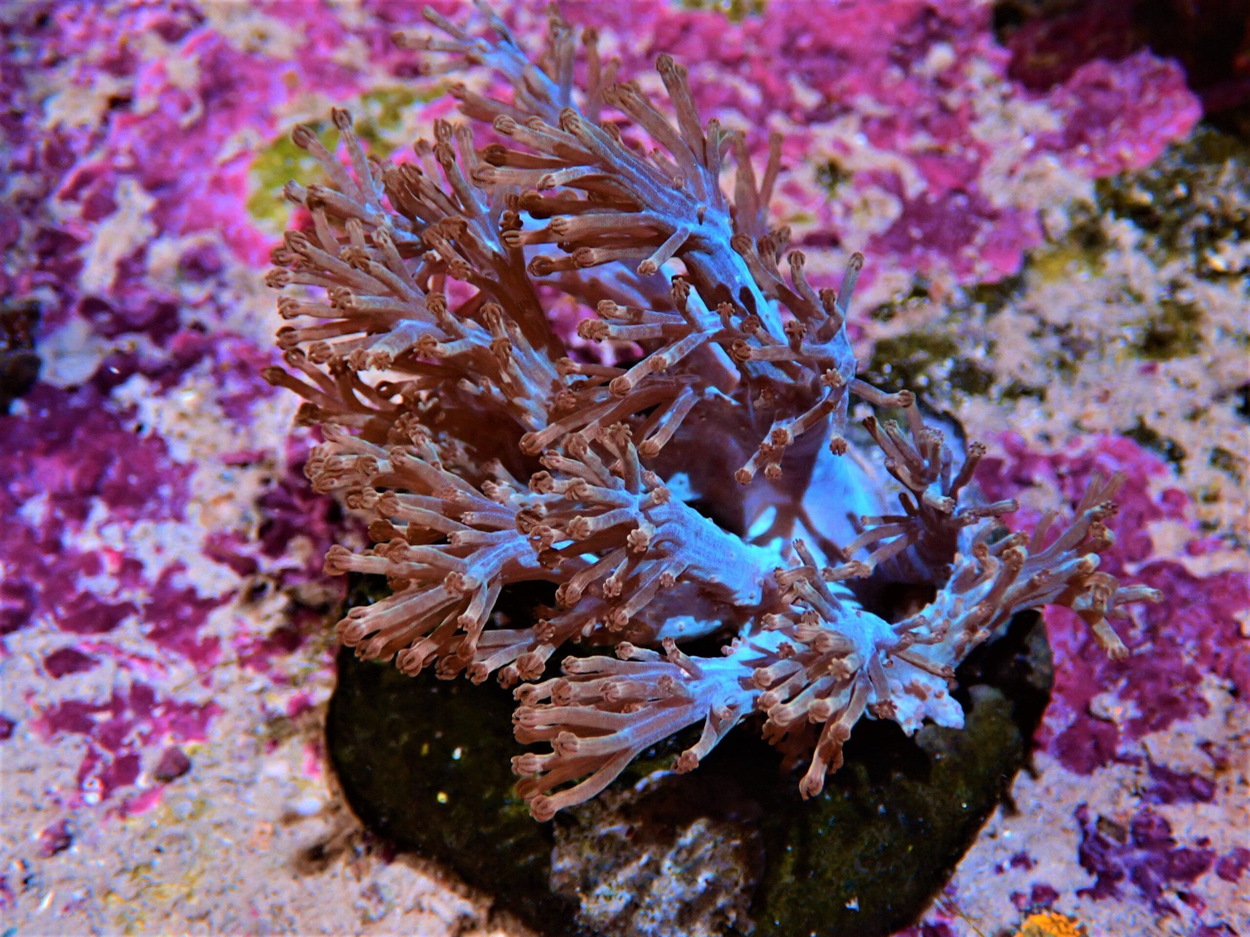 Xenia: Blue Cespitularia; Cult