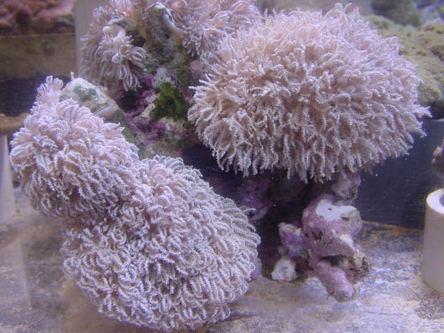 Xenia: Pom Pom; Pumping; Fiji