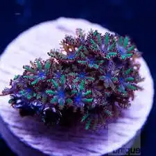 Xenia: Sympodium Bl & Grn Frag Plug