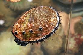 Shellfish: Abalone Racer; Fuzzy Tiger