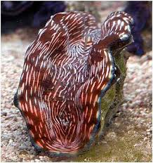 Shellfish: Derasa Clam; T/R