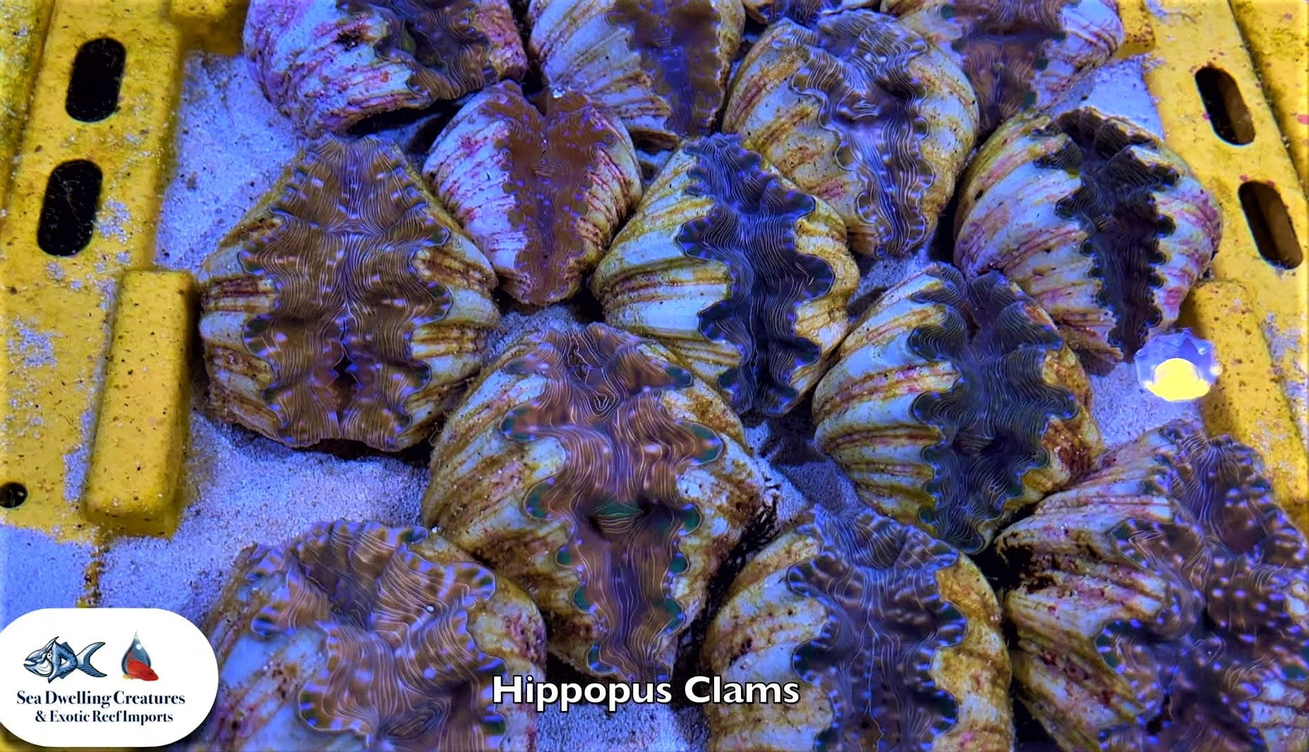 Shellfish: Hippopus Clam