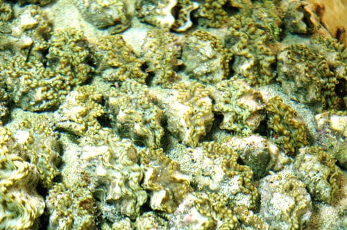 Shellfish: Squamosa Clam; Color