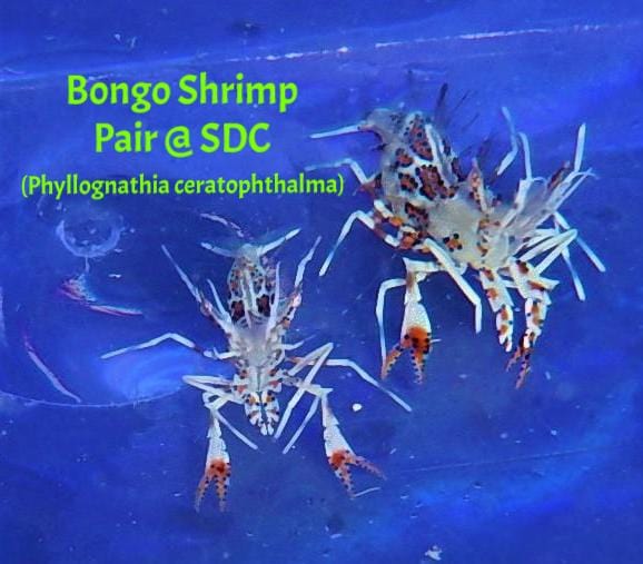 Shrimp: Bongo; Pair - Phyllog