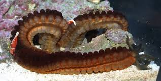 Shrimp: Emperor; Red & Medusa