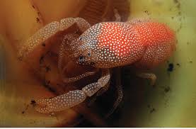 Shrimp: Pearl Oyster