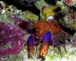 Shrimp: Pistol; Michaels; I.