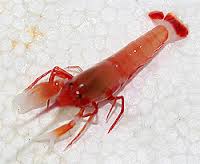 Shrimp: Pistol; Red; Atl.