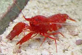 Shrimp: Pistol; Red; I.O.