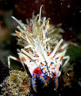 Shrimp: Spiny Tiger