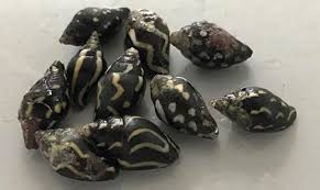 Snail: Lightning Dove Bumblebee