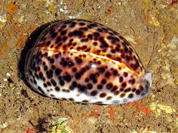 Snail: Tiger Cowrie