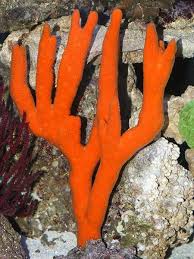 Sponge: Finger; Orange; Atl.