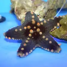 Starfish: African; Color; I.O.