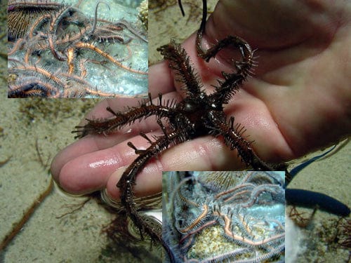 Starfish: Bubble Tip Brittle