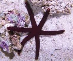 Starfish: Burgandy