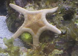 Starfish: Double Tile