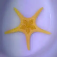 Starfish: Double Tile; Orange; Aus