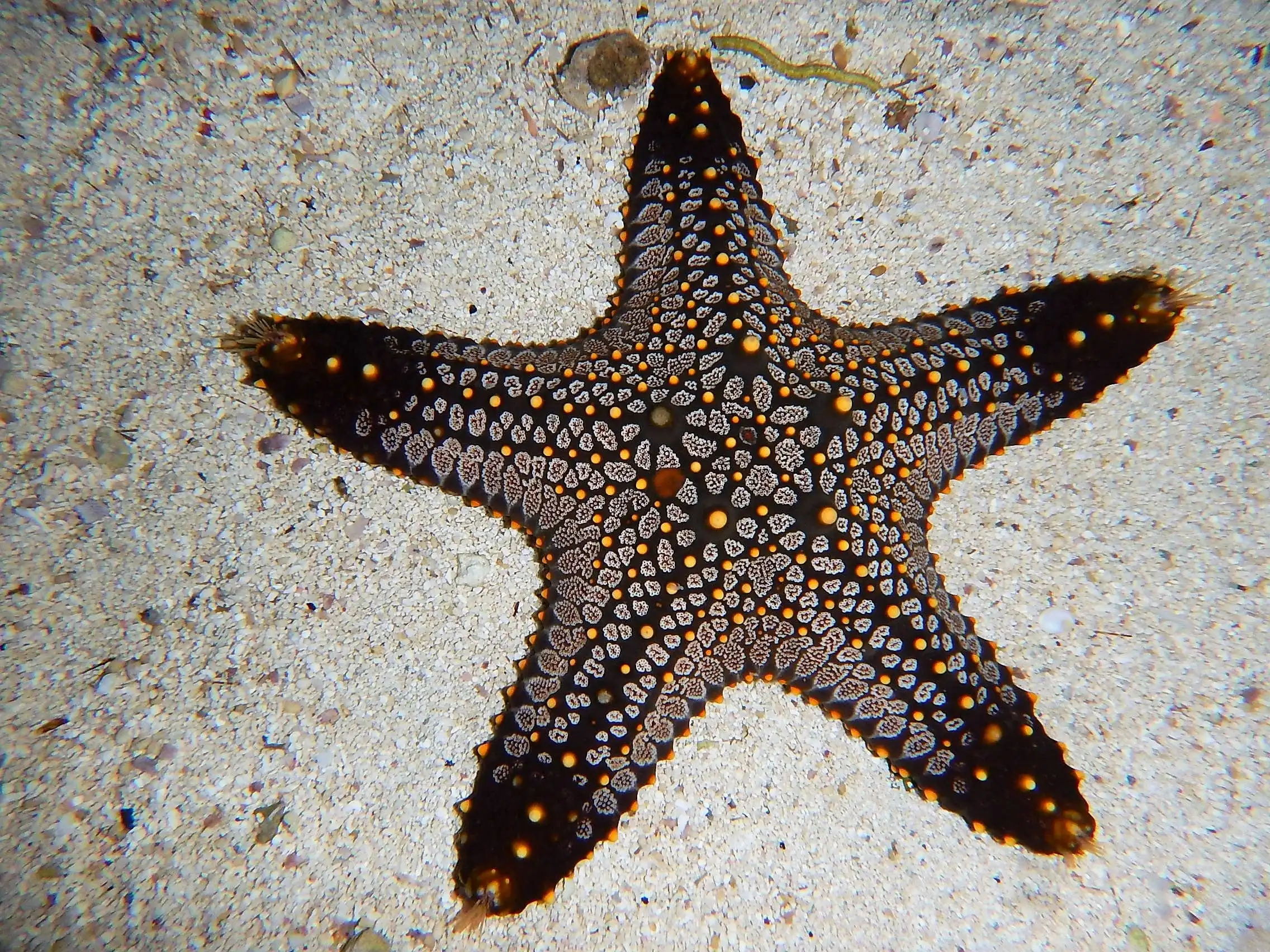 Starfish: General; Color