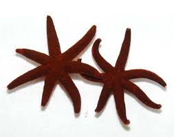 Starfish: Maroon (Linkia)