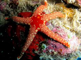Starfish: Red / Pink Tile; I.O.