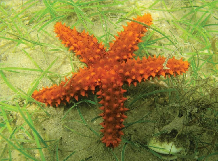 Starfish: Red Thorny Sea