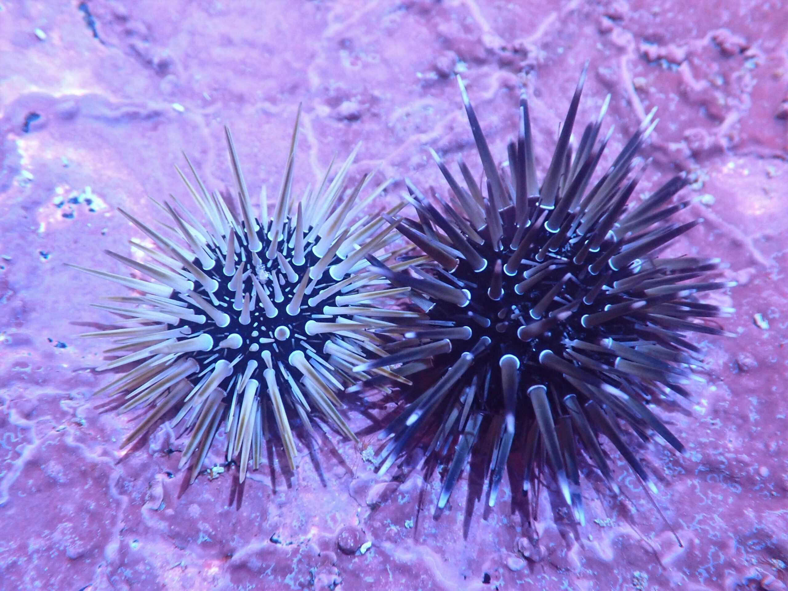 Urchin: Assorted