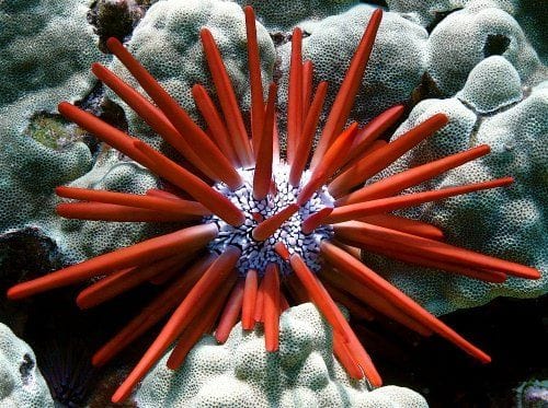 Urchin: Pencil; Haw.