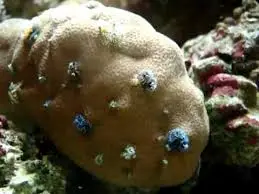 Worm: Bisma Rock; Multi Color