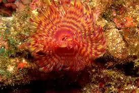 Worm: Bisma Rock; Red