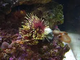 Worm: Feather Duster; Fountain