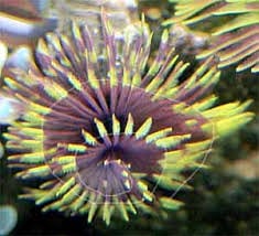 Worm: Feather Duster; Fountain Color