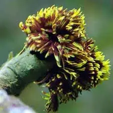 Worm: Feather Duster; Fountain Super