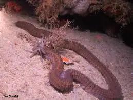 Worm: Medusa; Colored