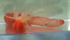 Worm: Medusa; Super Colored