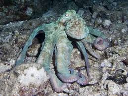 Misc. Invert: Caribbean Octopus