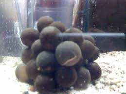 Cuttlefish; Egg - Sepia sp.