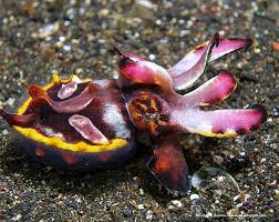Misc. Invert: Cuttlefish; Flamboyant