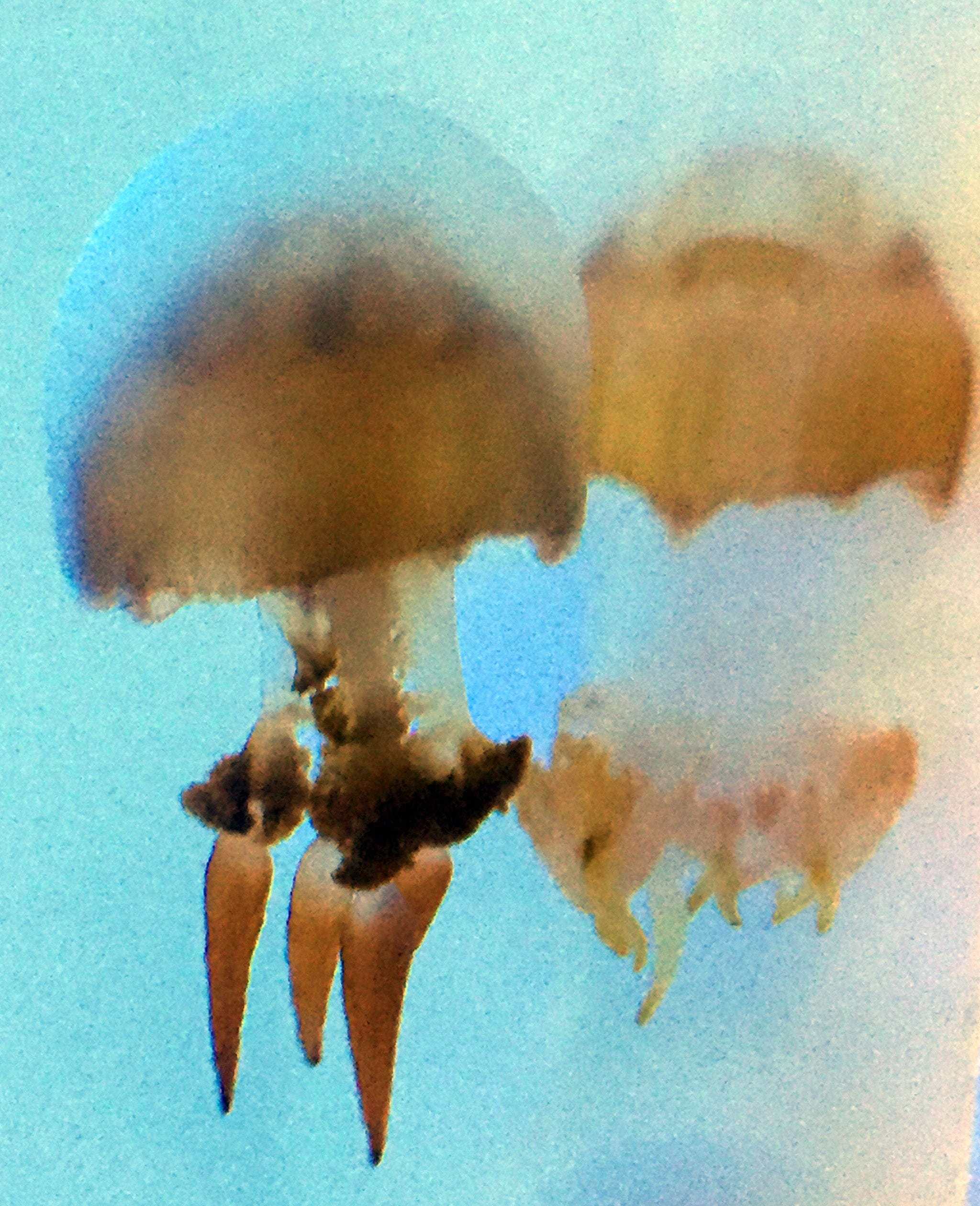 Misc. Invert: Flame Jellyfish; Tropical