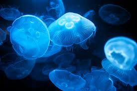 Misc. Invert: Moon Jellyfish; Tropical