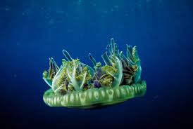 Misc. Invert: Jellyfish: Upside-down: Color