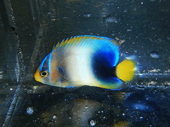 Angel: Africanus; Changing