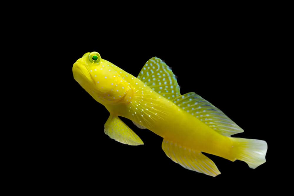 Yellow Watchman - Cryptocentrus cinctus