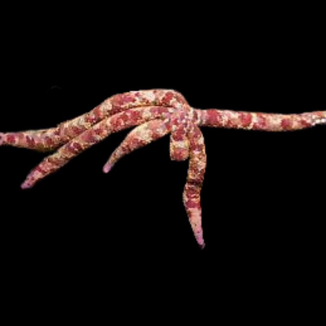 Starfish: Dalmation Linkia