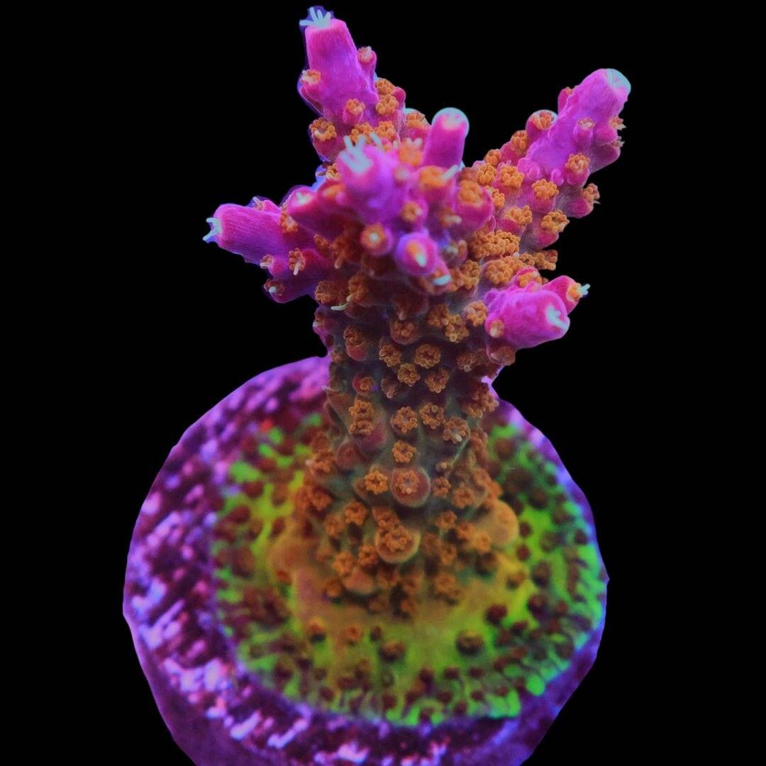 SDC Acro: Crunch Berry Cult